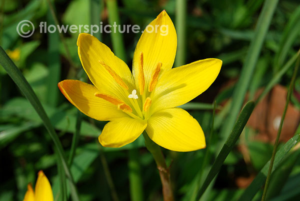 Hypoxis aurea