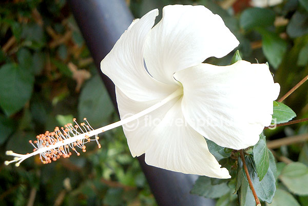 white hibiscus