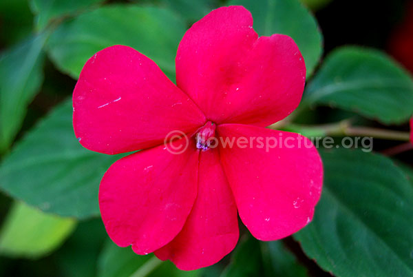 Impatiens walleriana pink