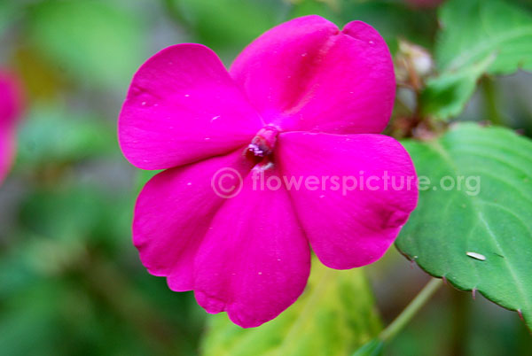 Impatiens walleriana purple