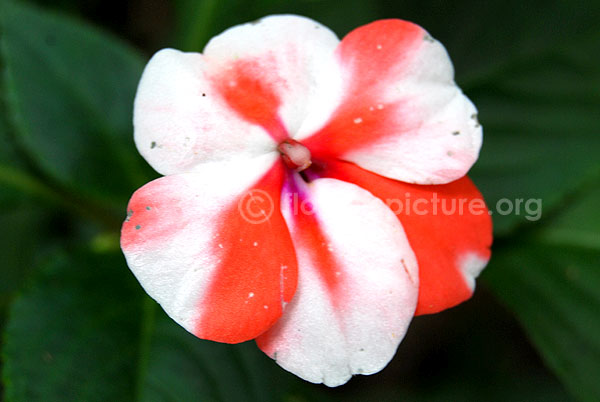 Impatiens Balsamina Redwhite