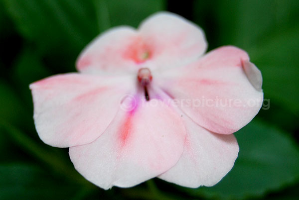 Impatiens walleriana white