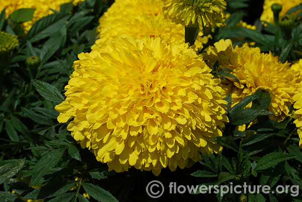 Inca marigold