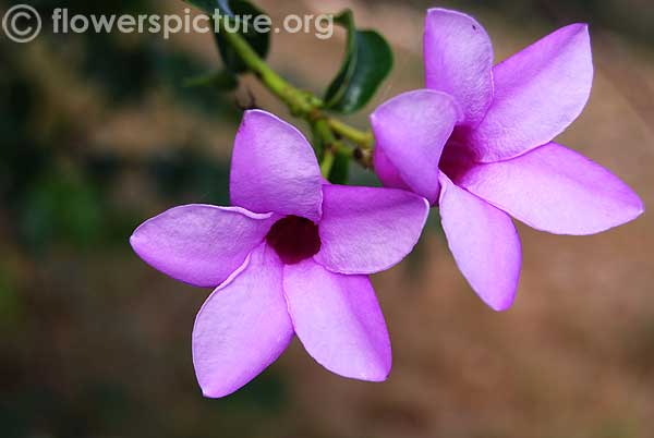 India rubber vine