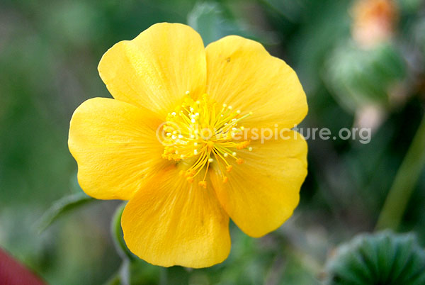 Indian mallow