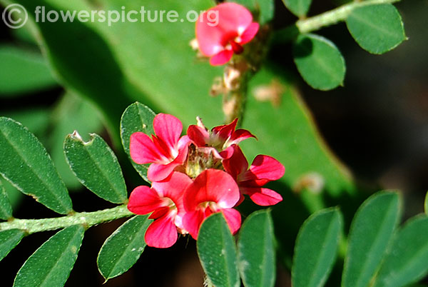 Indigofera linifolia