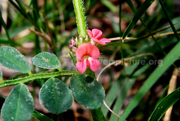 Indigofera Linnaei