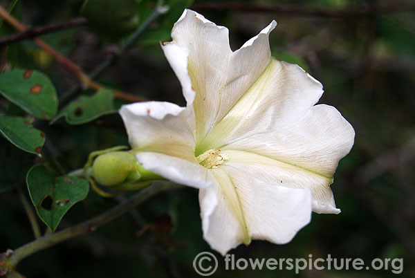 Ipomoea alba