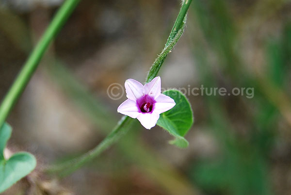 Ipomoea eriocarpa