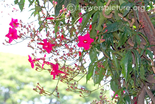 Ipomoea horsfalliae