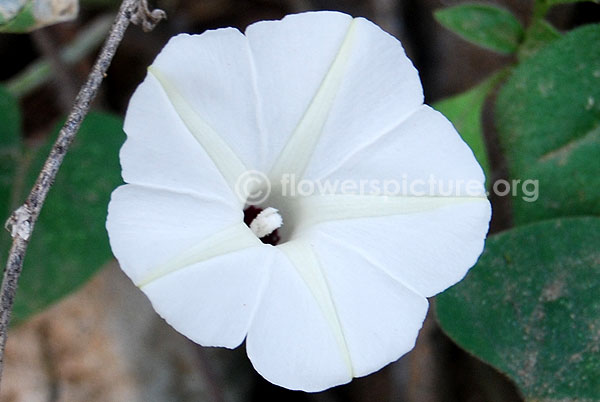 Ipomoea obscura