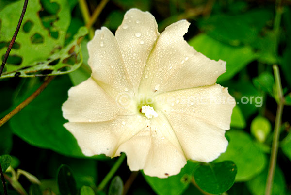 Ipomoea Carnea