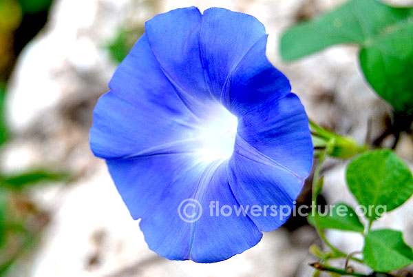 Ipomoea carnea blue