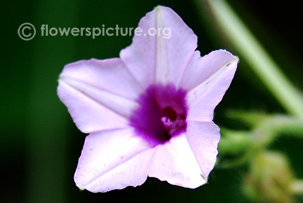 Ipomoea imperati Pink