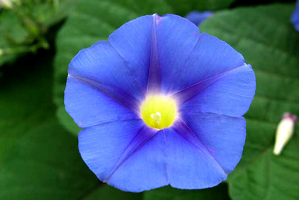 Ipomoea indica