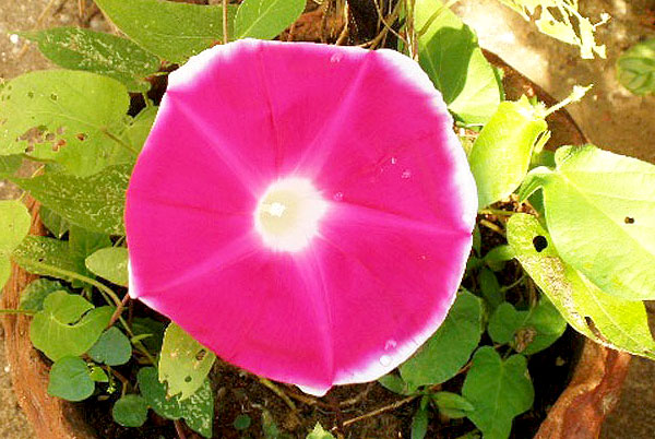 Ipomoea indica pink