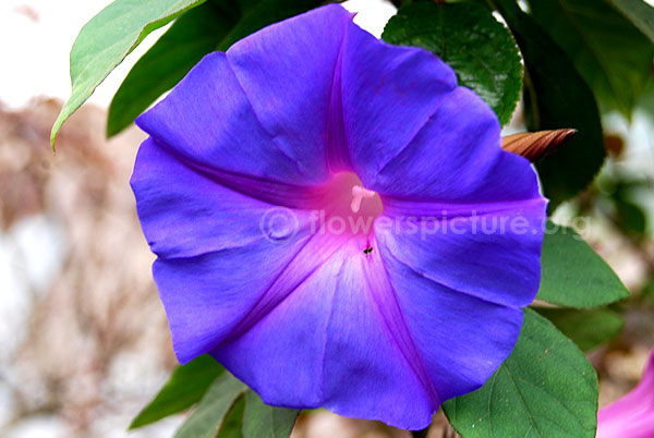 Ipomoea purpurea blue