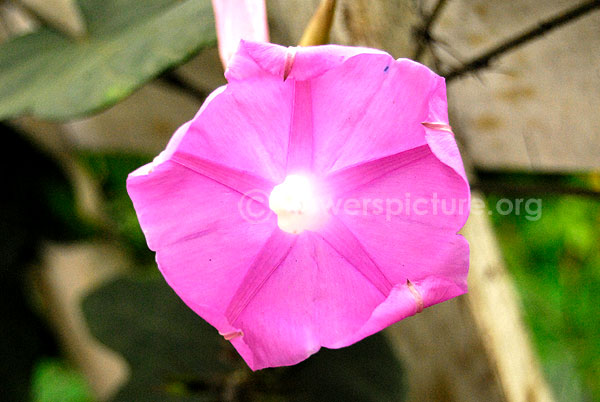 Ipomoea purpurea Pink