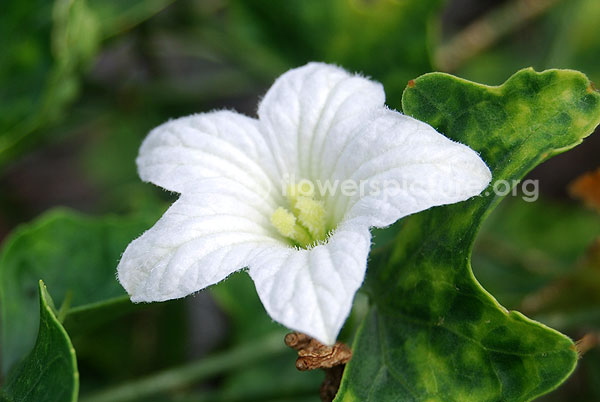 Ivy gourd