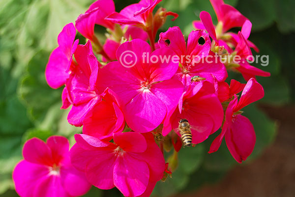 Ivy leaf geranium