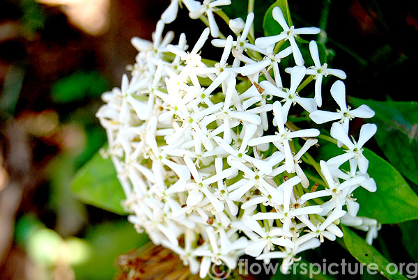 Ixora chinensis