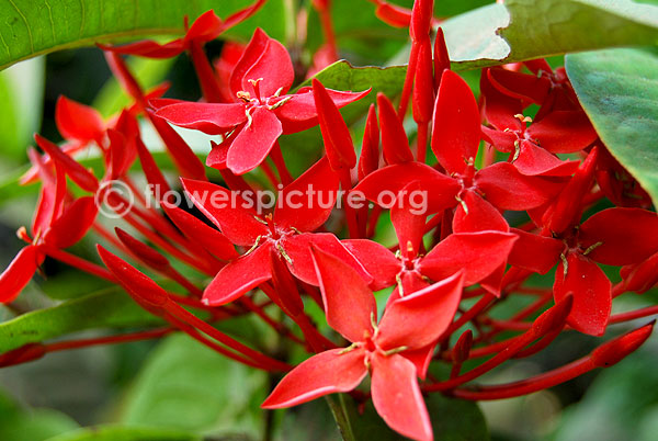 Ixora coccinea