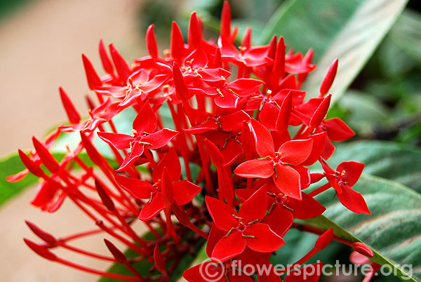 Ixora red