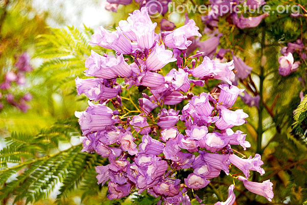 Jacaranda mimosifolia