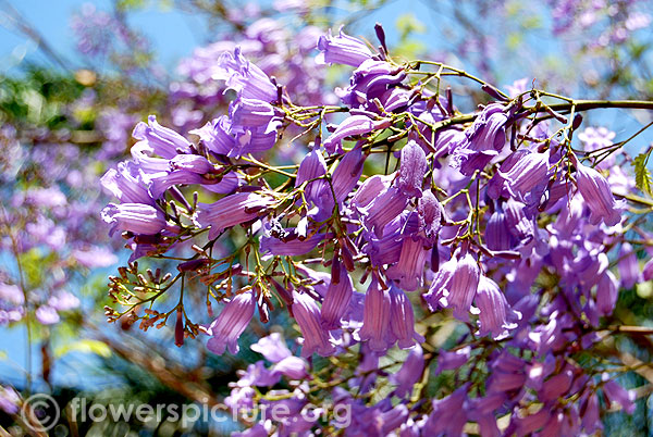 Jacarandas