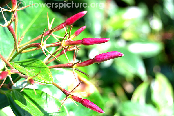 Jasminum nitidum buds