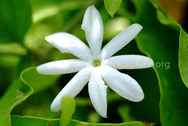 Jasminum Auriculatum