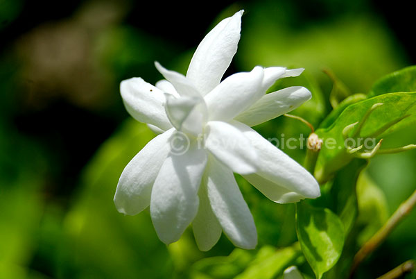 jasminum Auriculatum Multipetals