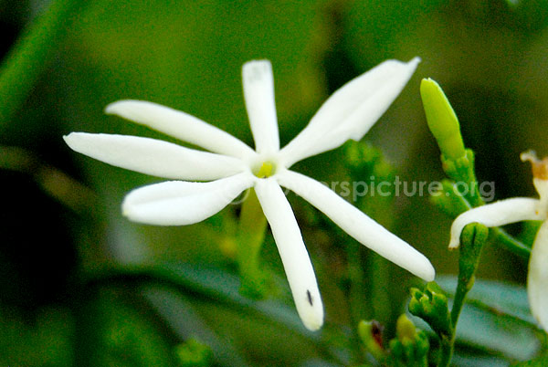 Jasminum Multiflorum