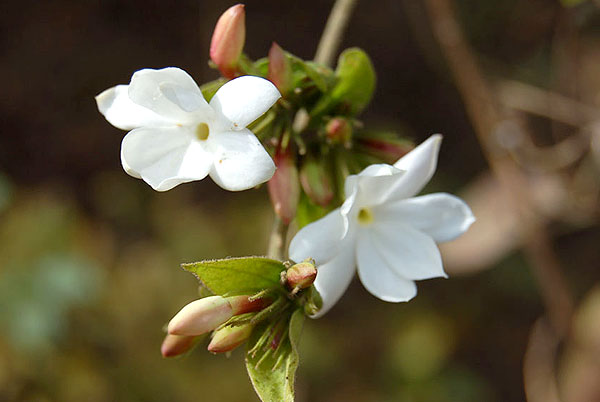 Jasminum officinale