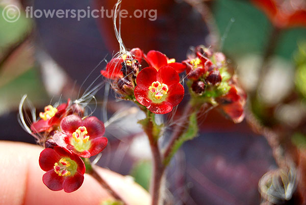 Jatropha gossypiifolia