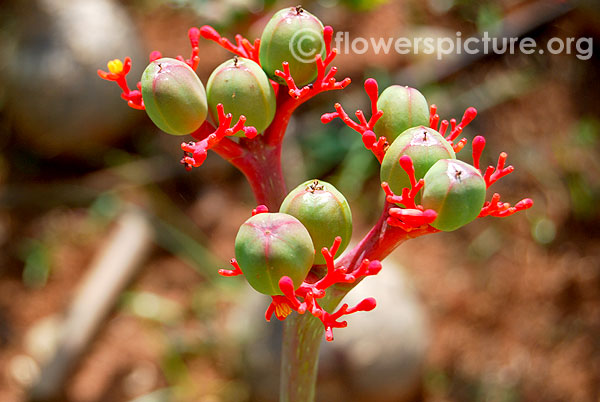 Jatropha podagrica