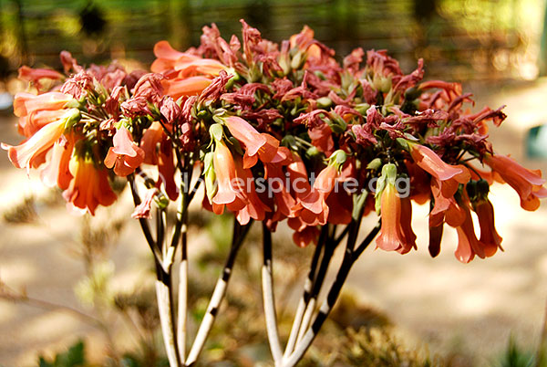 kalanchoe pinnata