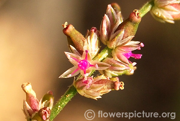 kumuti keerai flower