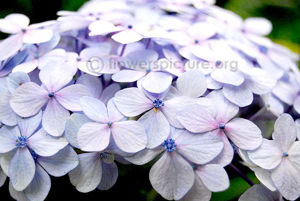 Lacecap hydrangea