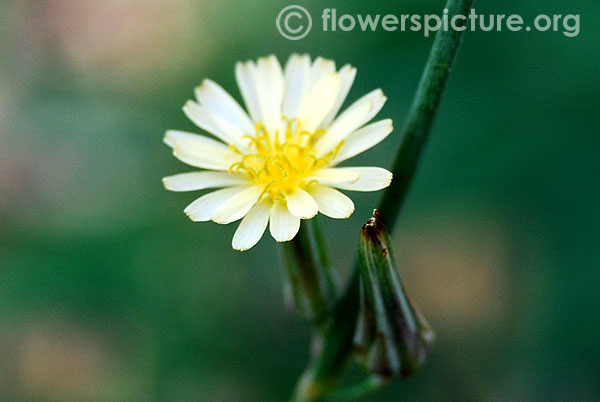 Lactuca serriola