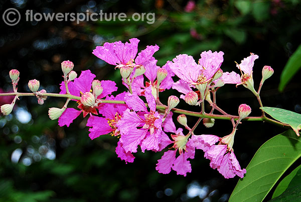 Lagerstroemia floribunda