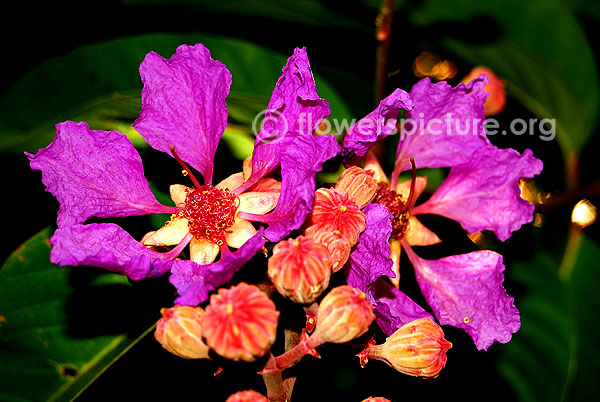 Lagerstroemia speciosa