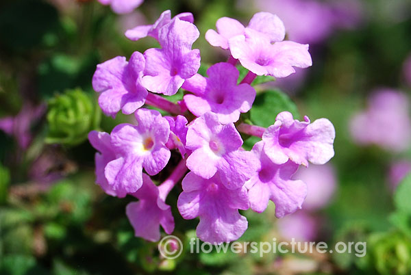 Lantana armata