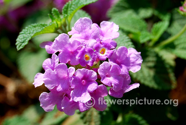 Lantana camara