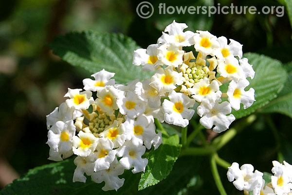 Lantana involucrata