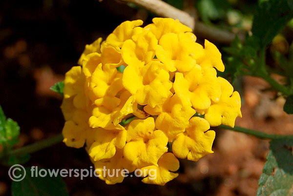 Lantana scabiosaeflora