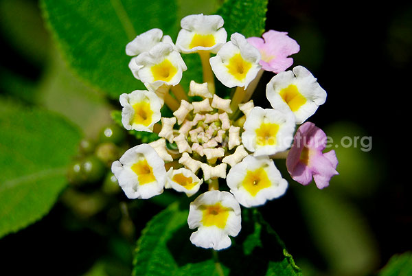 lantana