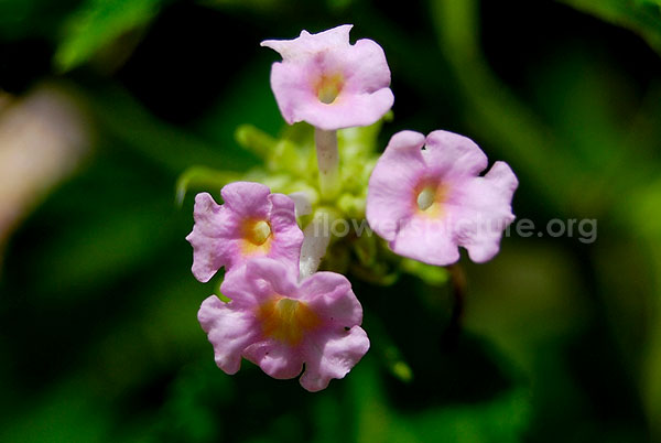 lantana pink