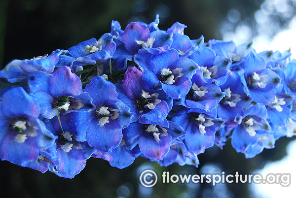 larkspur purple