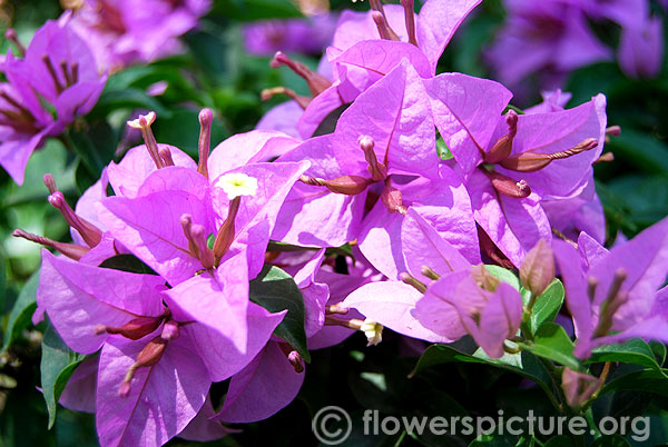 Lavender bougainvillea